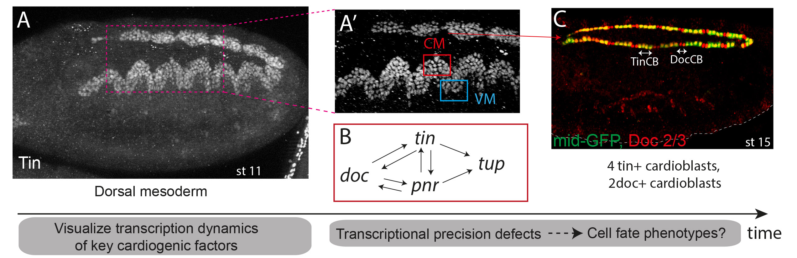 Figure ERCB2 heartv2